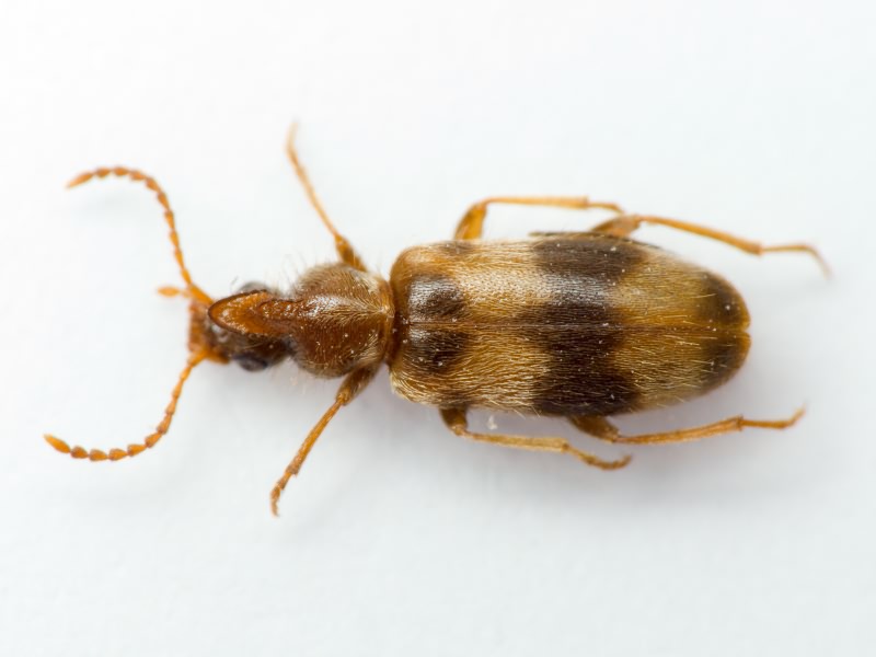 Notoxus trifasciatus Rossi, 1792